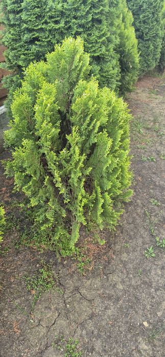 Arbori decorativi Tuia Aurea Nana
