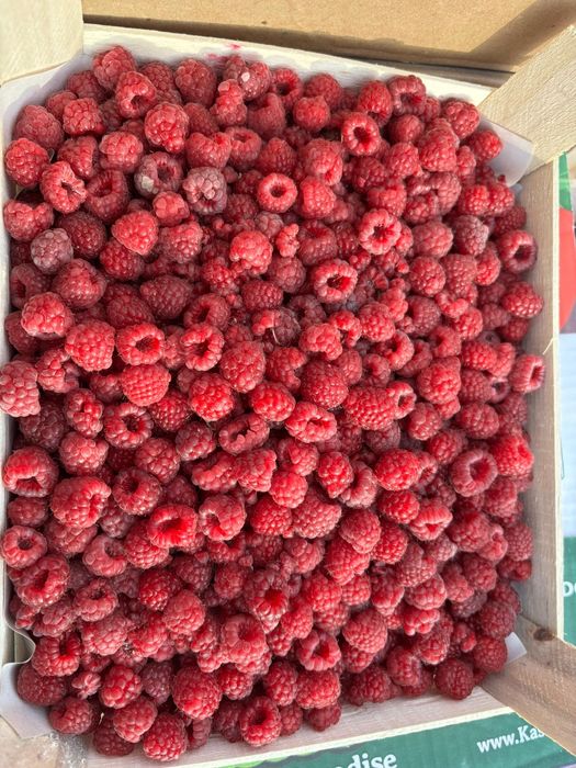 Малина Сорт Полана оригинал