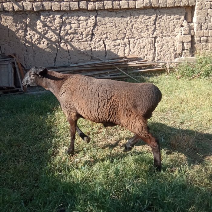 Qoʻchqorlar sotiladi