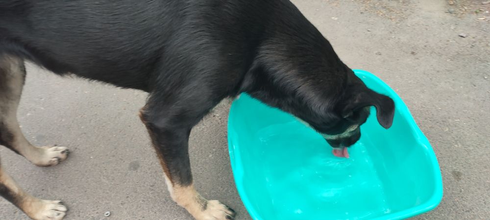 Нужен дом для прекрасной Беллы