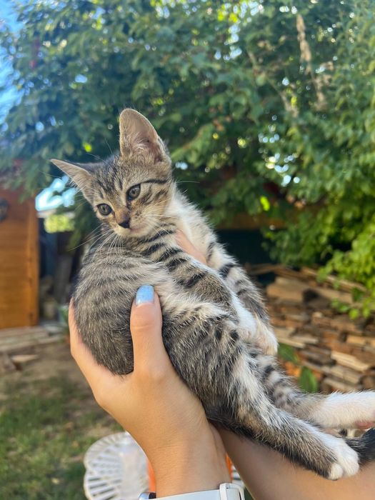 Pui de pisică, motănei de 2 luni și ceva spre adopție GRATIS, Năvodari