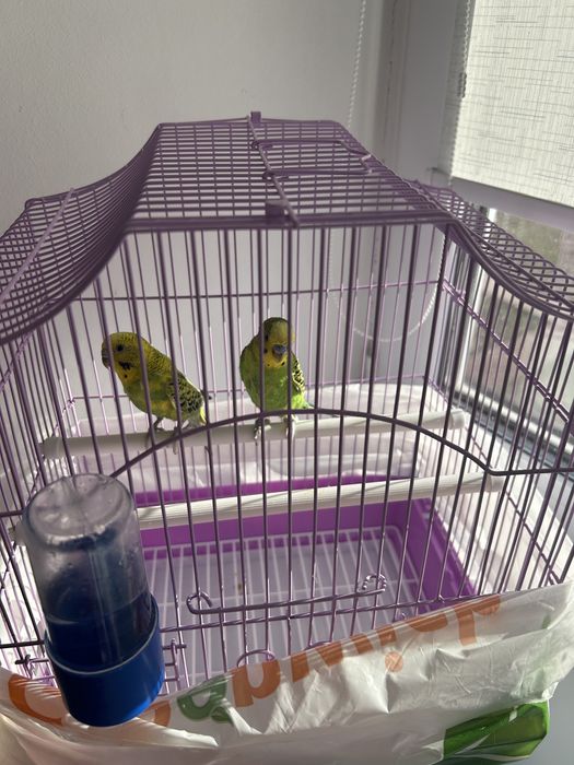Продам 2х попугаев