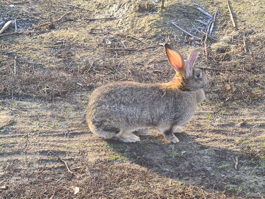 Vând iepure uriaș german