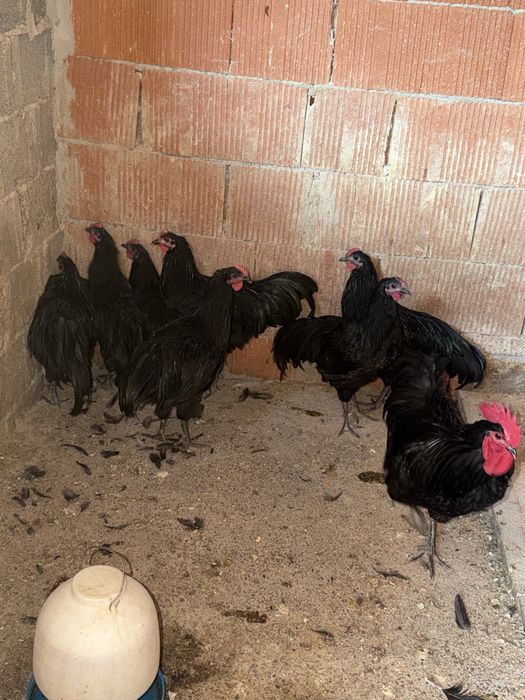 Cocoși australorp