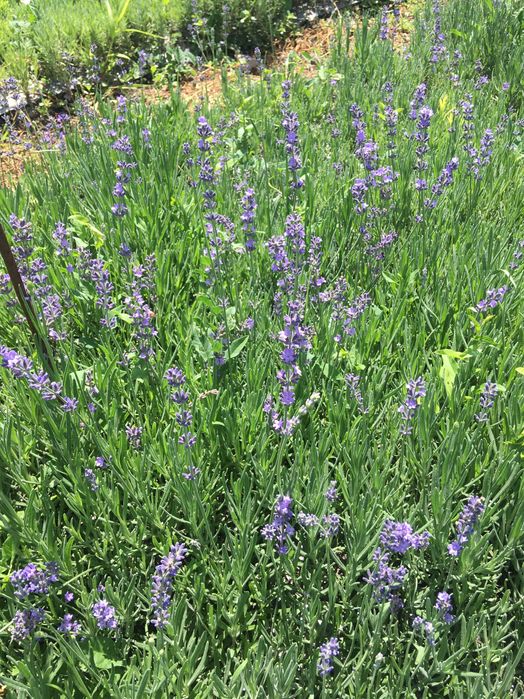 Разсад лавандула