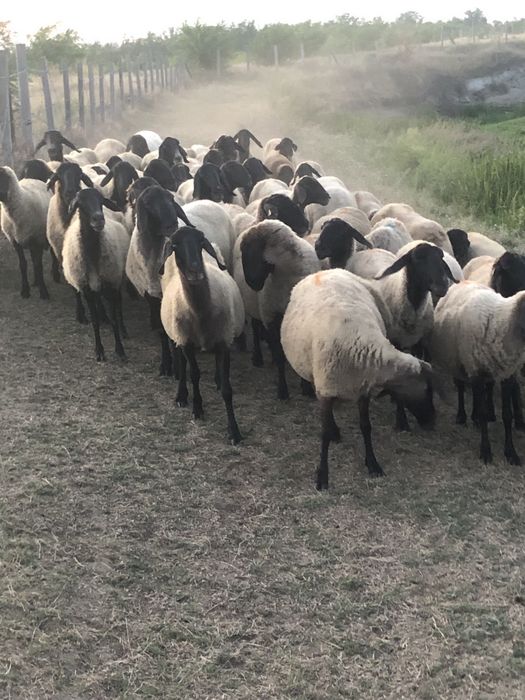 De vanzare oi carabase sarbesti