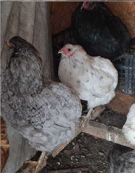 Vand oua pentru incubat de araucana