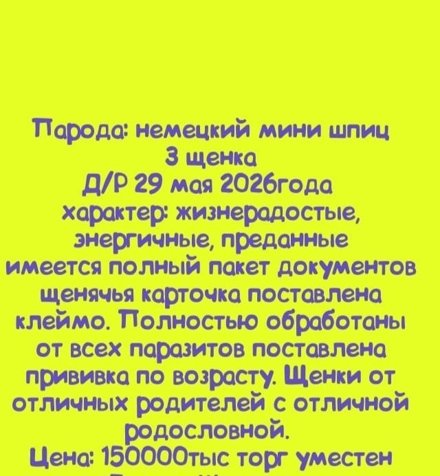 Немецкий мини шпиц