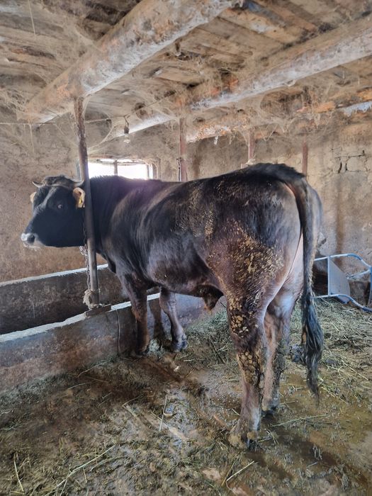 Бык племянной алатауский