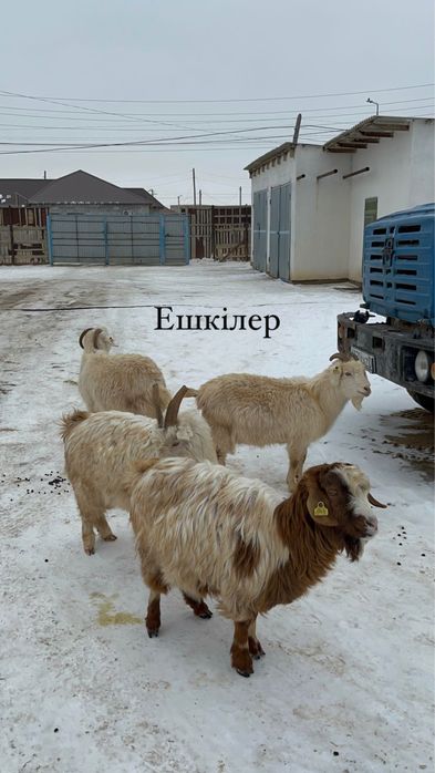 Ешкі серке сатылады