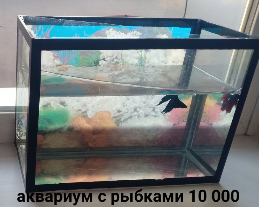 Рыбка-петушок, аквариум