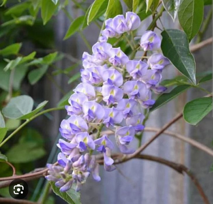 Глициния - лиана для беседок, арок.