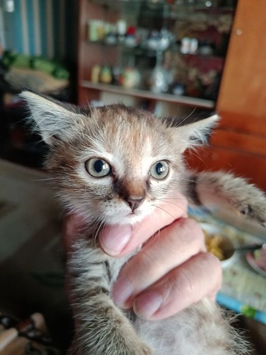 Продам породистых котят