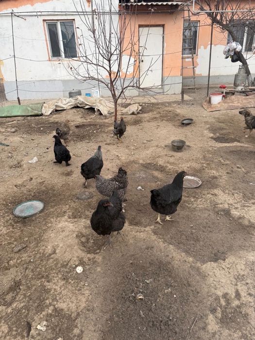 Продается Куры домашние!