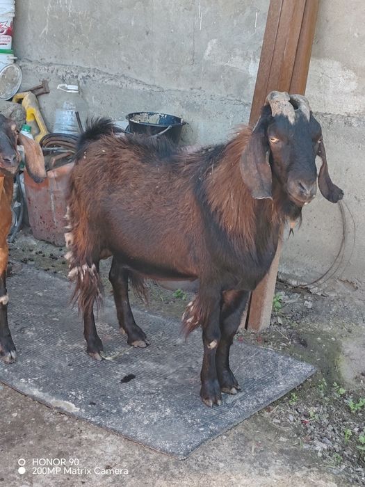 Продам двух нубийских козлов