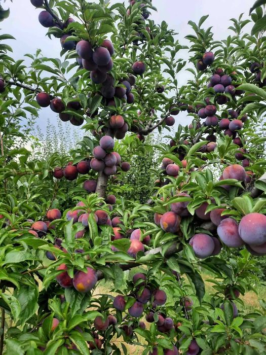 Овощни дръвчета Ябълки, Круши, Сливи, Дюли, Кайсии, Праскови