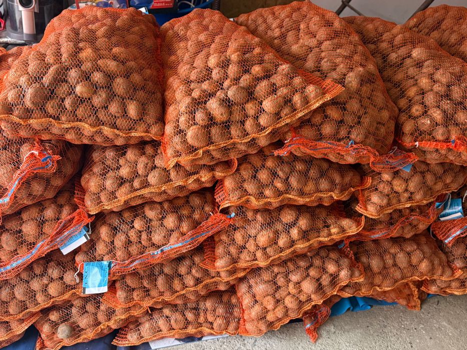 Sămânță de cartof certificată