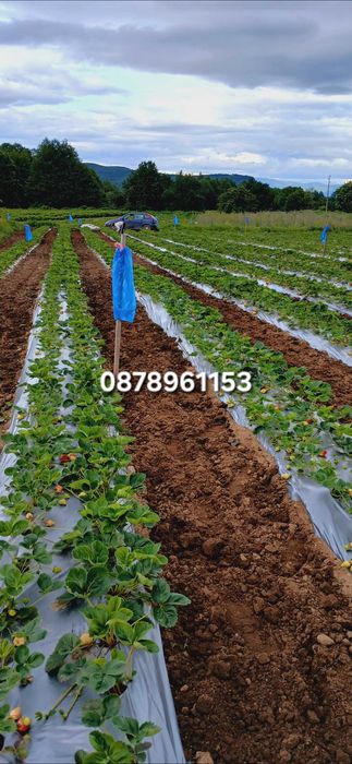 Разсад ягоди  целогодишни сортове