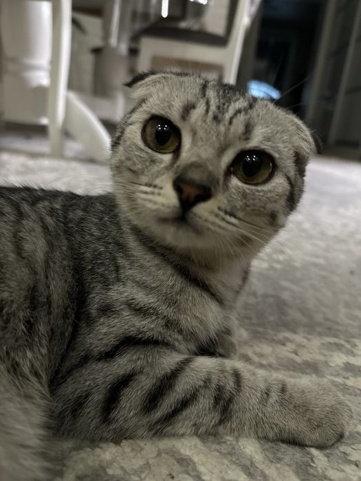 Вислоухая кошечка