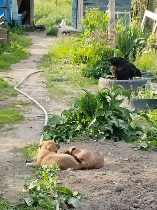 Отдам в хорошее руки щенков