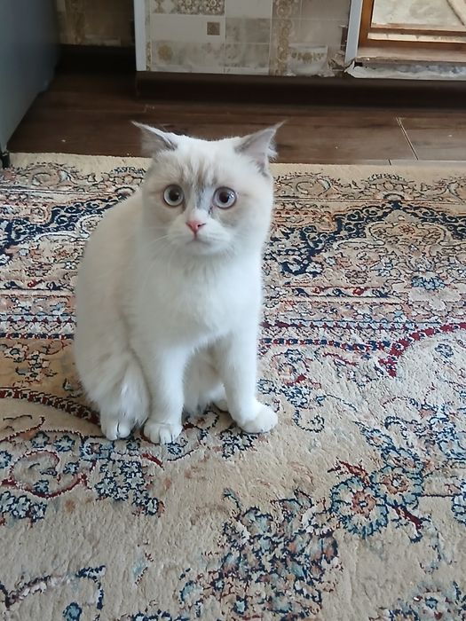 Сотилади зоти скотиш страйт