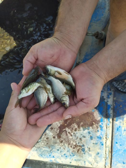 Балик малёк семечка