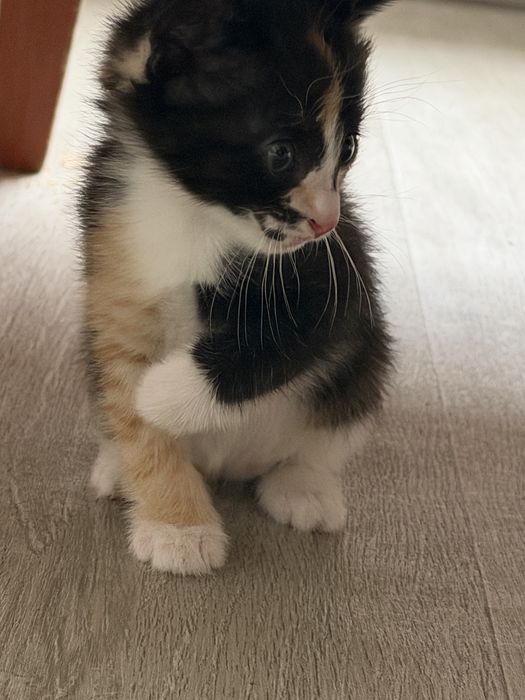 Үйдікі сүйкімді мысық / ер мысық