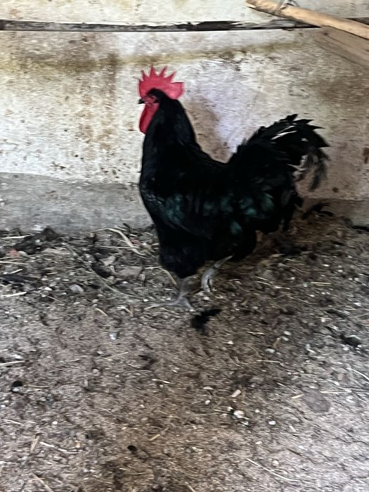 Jersi gigant toza qon toza zot