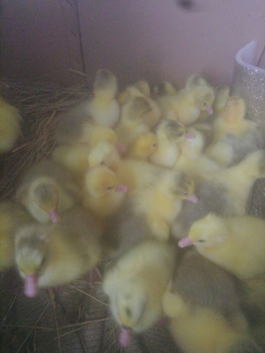 Продам гусят 3 - х дневные