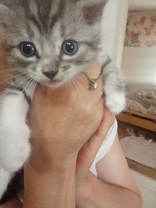 Котята ищут семью