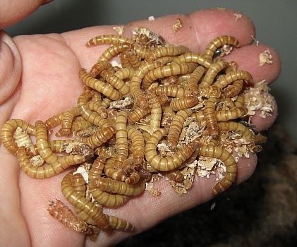 Mealworms ( viermi de făină )