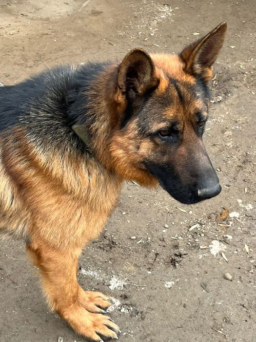 Овчарка немецкая