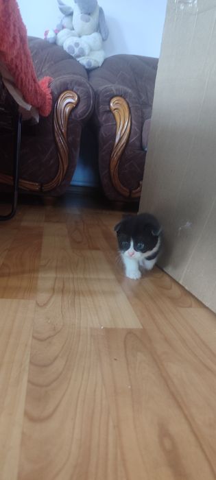 Продам котят вислоухих