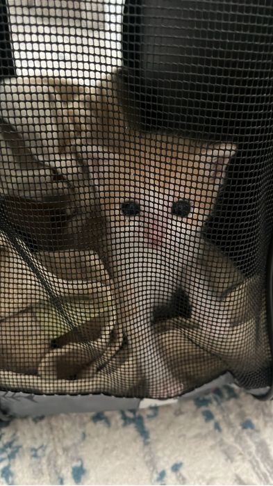 Отдам котенка 3-4недели