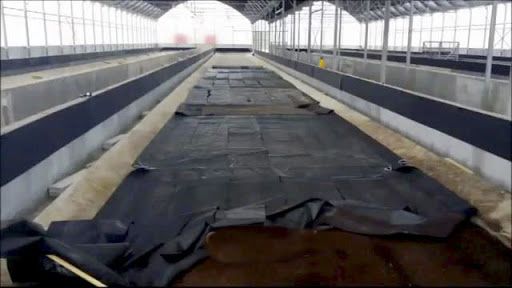 Черная львинка калифорнийский червь