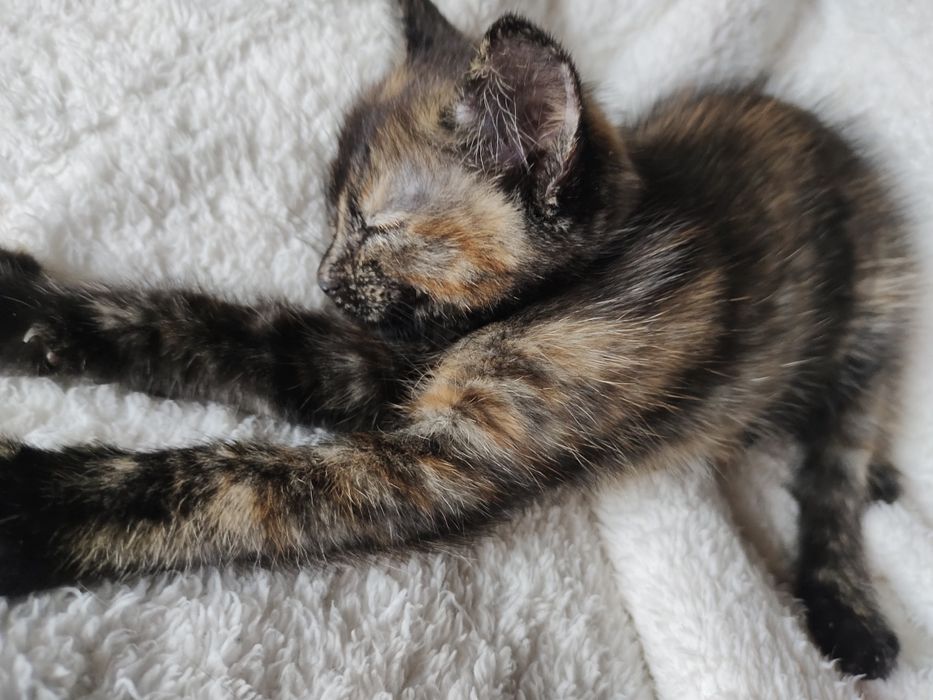 Котенок Трехцветная