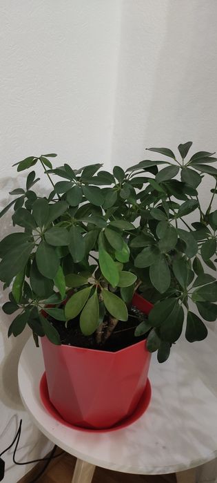 Продам   шеффлеру