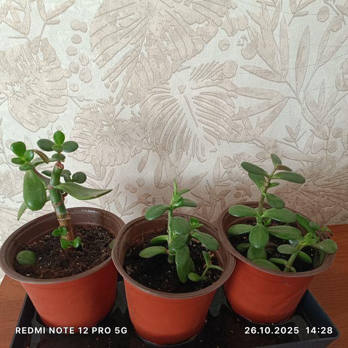 Комнатные растения