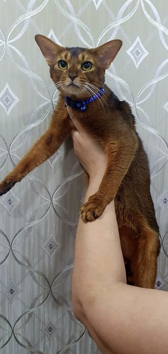 Продаётся :  Абессинский пара.