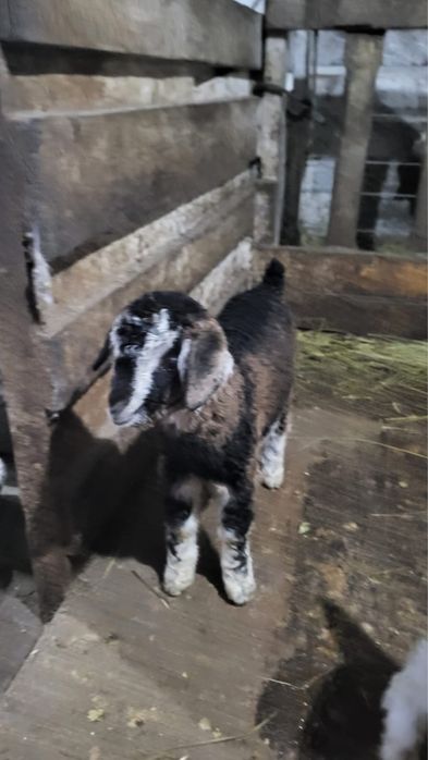 Продаю козлят 3 мальчика 1 девочка