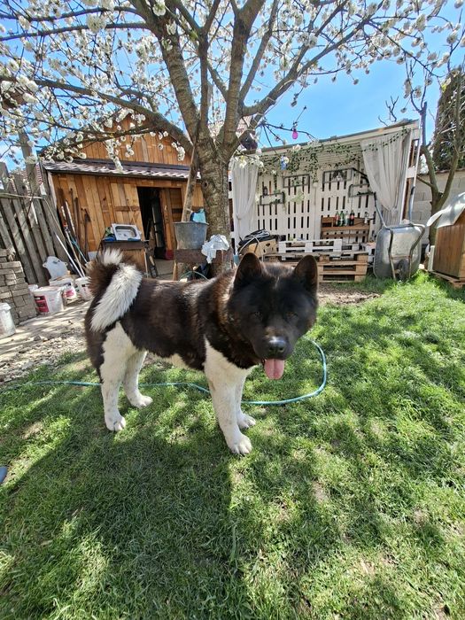 Akita American mascul