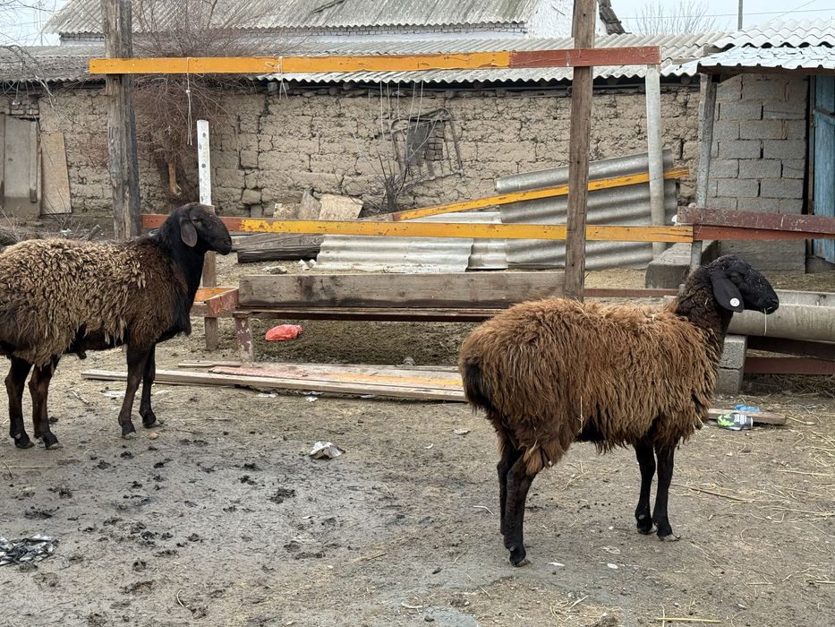 Тоқты 8 айдан асқан