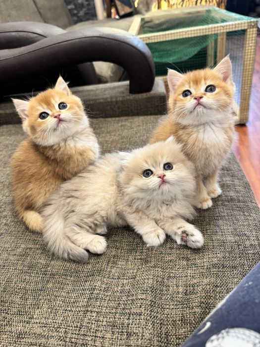 Продаются короткошерсные и ДШ Бритиш