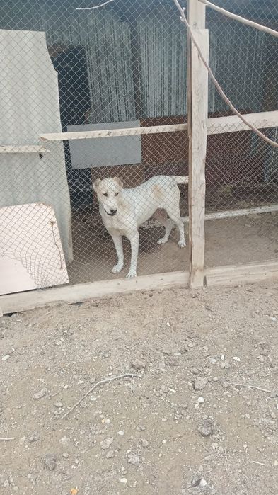 Алабай сатылады тез арада