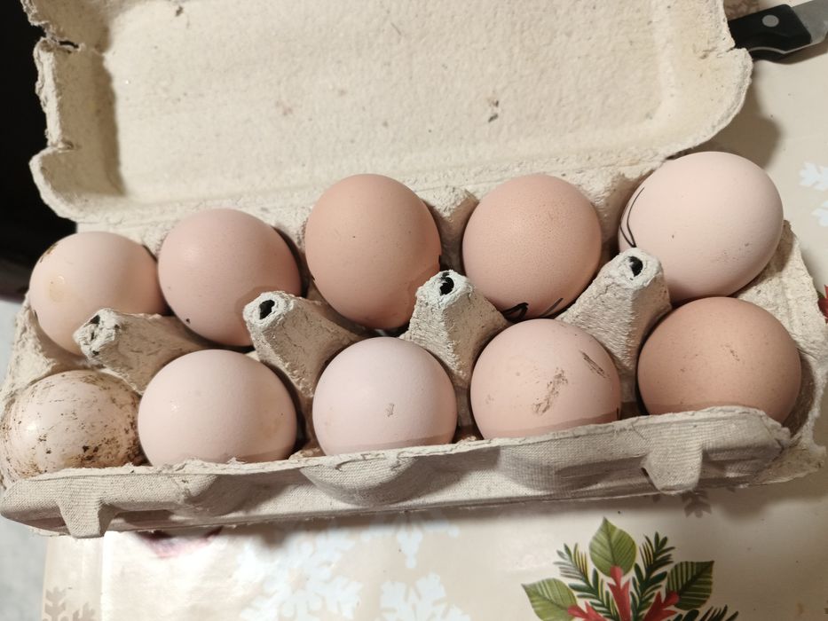 Oua pentru incubat araucana și austrolop albastru