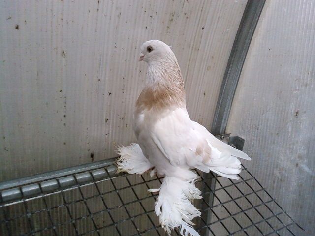 Продаются тасманы уды сизые с хорошей тягой игрой