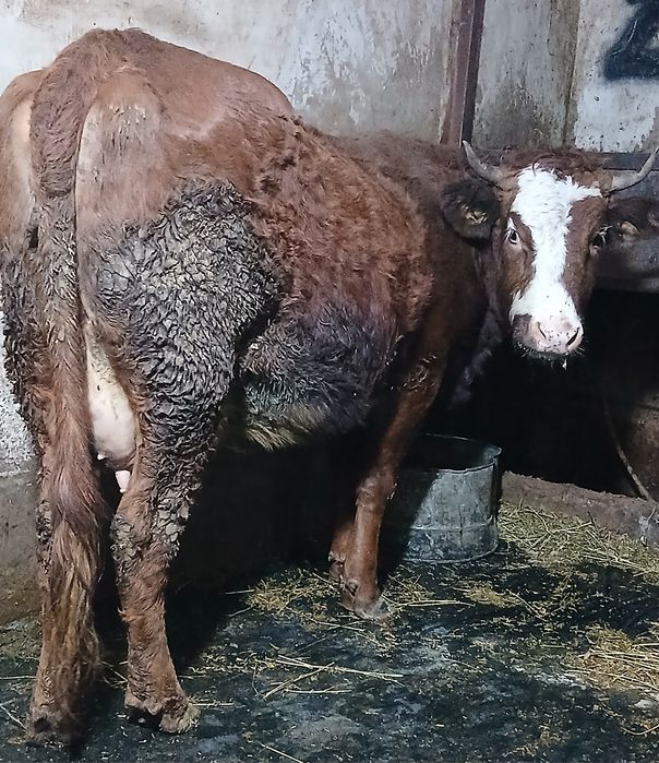 Vând  vaca  tânără