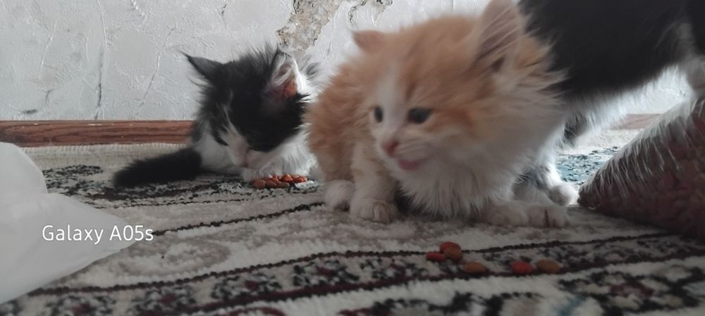 Mushukchalar mehribon qo'llarga hadiya qilinadi