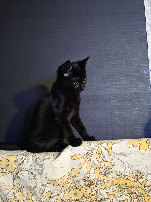 котенок в добрые руки