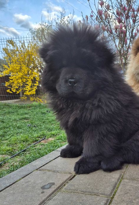 Chow chow mascul negru